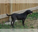Small Photo #3 Labrador Retriever Puppy For Sale in Jackson, MS, USA