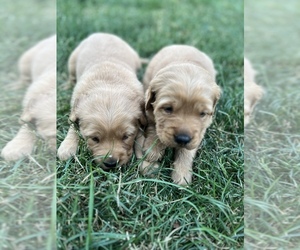 Golden Retriever Puppy for Sale in PASCO, Washington USA