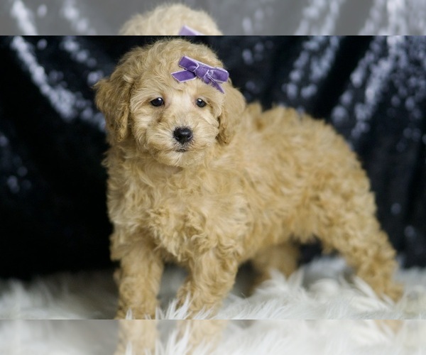 Medium Photo #3 Poodle (Miniature) Puppy For Sale in WARSAW, IN, USA