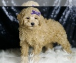 Small #2 Poodle (Miniature)