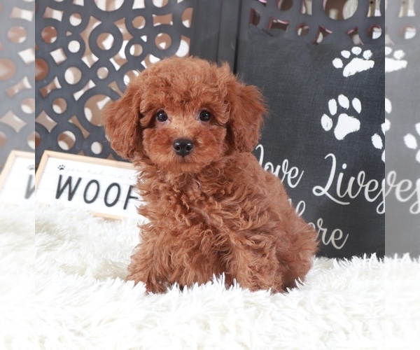 Medium Photo #1 Poodle (Toy) Puppy For Sale in MOUNT VERNON, OH, USA