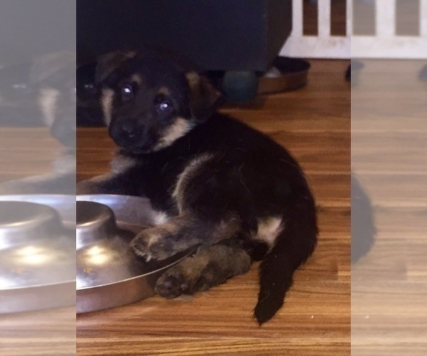 Medium Photo #5 German Shepherd Dog Puppy For Sale in HOUSTON, TX, USA