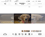 Small Photo #1 Golden Retriever Puppy For Sale in PEORIA, AZ, USA