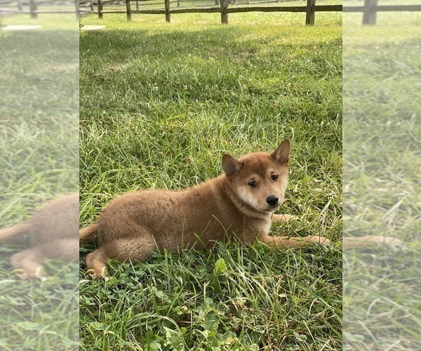 Medium Photo #6 Shiba Inu Puppy For Sale in CANOGA, NY, USA