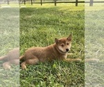 Small #5 Shiba Inu