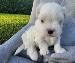Maltese Puppy for Sale in BOCA RATON, Florida USA