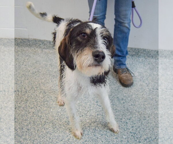 Medium Photo #4 German Shorthaired Pointer-Unknown Mix Puppy For Sale in Huntley, IL, USA