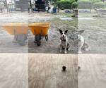 Small #3 Bull Terrier Mix