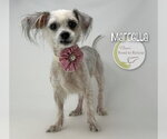 Small #1 Maltese Mix