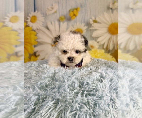 Medium Photo #1 ShihPoo Puppy For Sale in RIPLEY, MS, USA