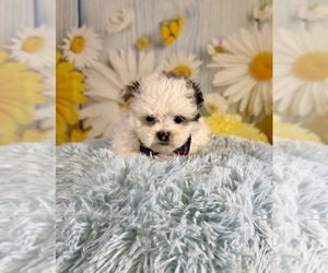 ShihPoo Puppy for sale in RIPLEY, MS, USA