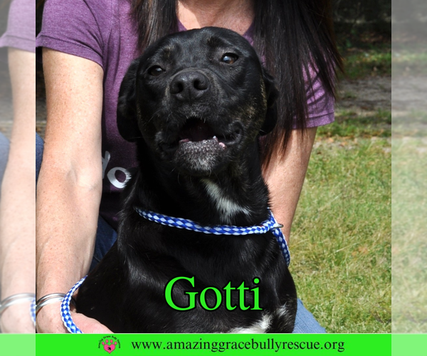 Medium Photo #3 Rottweiler-American Pit Bull Terrier Puppy For Sale in Pensacola, FL, USA