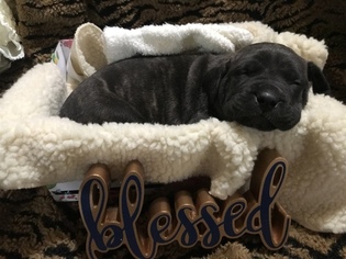Daniff Puppy for sale in READING, MN, USA