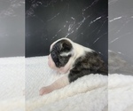 Small Photo #79 Boston Terrier Puppy For Sale in TULARE, CA, USA