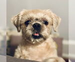 Small #1 Shih Tzu