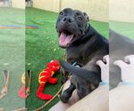 Small #39 American Pit Bull Terrier Mix