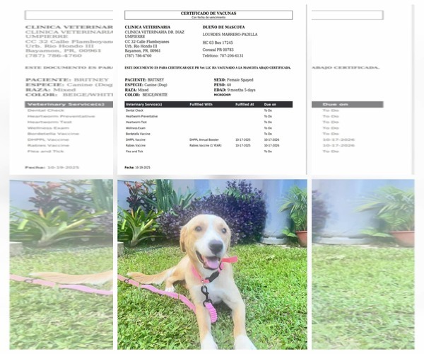 Medium Photo #2 Collie-Labrador Retriever Mix Puppy For Sale in Virginia Beach, VA, USA