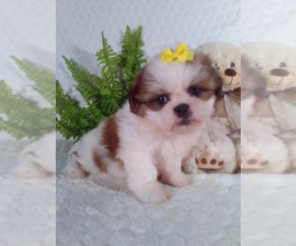 Medium Photo #3 Shih Tzu Puppy For Sale in SUGARCREEK, OH, USA
