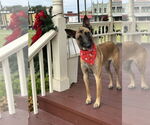 Small #3 German Shepherd Dog Mix