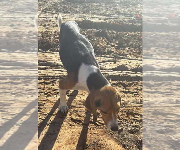 Medium Photo #7 Beagle Puppy For Sale in Dunnellon, FL, USA