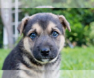 Mutt Dogs for adoption in Lake Forest, CA, USA