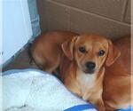Small Chiweenie