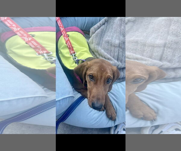 Medium Photo #7 Mutt Puppy For Sale in NYC, NY, USA