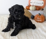Small Photo #60 ShihPoo Puppy For Sale in GOSHEN, IN, USA
