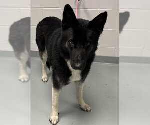 German Shepherd Dog-Unknown Mix Dogs for adoption in St. Cloud, FL, USA