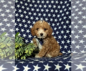 Poodle (Miniature) Puppy for sale in LEOLA, PA, USA