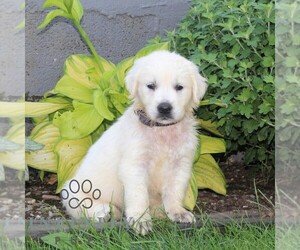 English Cream Golden Retriever Puppy for sale in CHRISTIANA, PA, USA