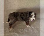Small #2 Bernedoodle