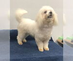 Small #2 Maltese
