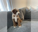 Puppy 3 Goldendoodle (Miniature)