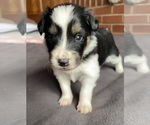 Puppy Renee Border Collie-Papillon Mix
