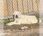Small Labrador Retriever Mix