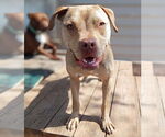 Small #2 American Pit Bull Terrier-Staffordshire Bull Terrier Mix
