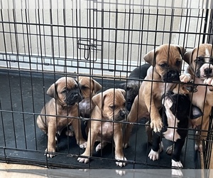 Boxer-Cane Corso Mix Puppy for sale in KATY, TX, USA