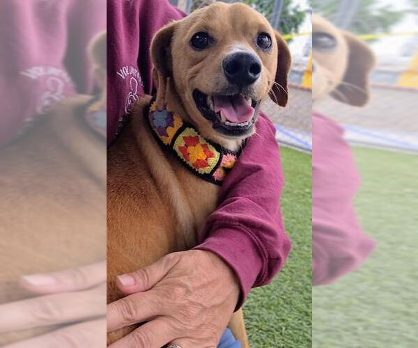Medium Photo #1 Beagle-Unknown Mix Puppy For Sale in Downey, CA, USA