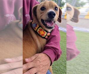 Beagle-Unknown Mix Dogs for adoption in Downey, CA, USA