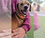 Small Beagle Mix