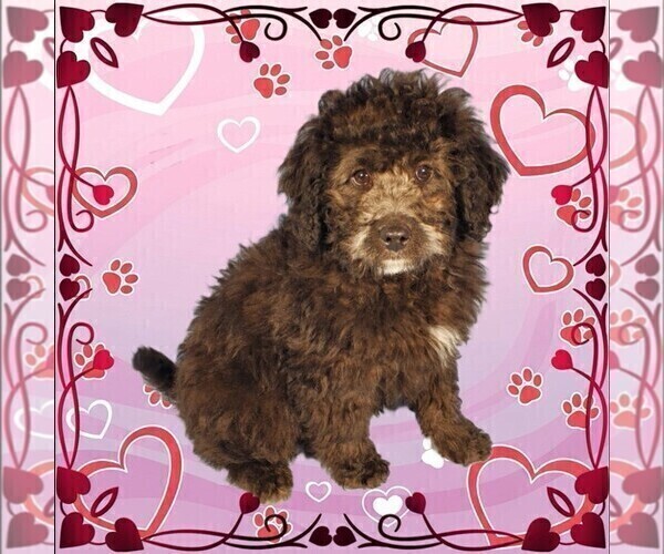 Medium Photo #6 Bernedoodle (Miniature) Puppy For Sale in PEYTON, CO, USA