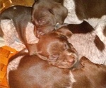 Small Photo #14 German Shorthaired Pointer Puppy For Sale in ALFORD, FL, USA