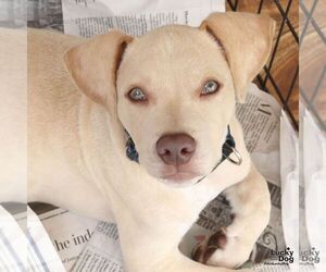Koda - Male Labrador Retriever-Unknown Mix Dog for Adoption - Photo #3