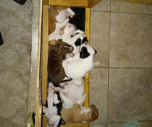American Staffordshire Terrier Puppy for sale in BUSHNELL, FL, USA