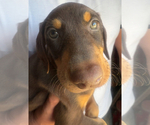 Small #13 Doberman Pinscher