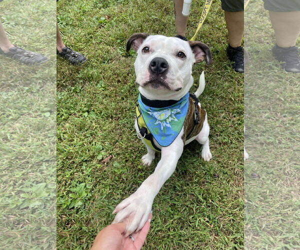 Medium Photo #2 American Pit Bull Terrier-Unknown Mix Puppy For Sale in Derwood, MD, USA