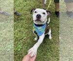 Small #1 American Pit Bull Terrier Mix