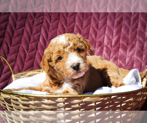 Sheepadoodle Puppy for sale in FAYETTEVILLE, NC, USA