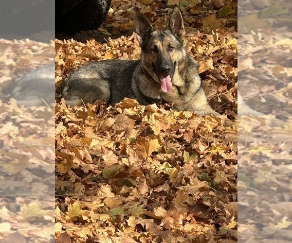 Medium Photo #21 German Shepherd Dog Puppy For Sale in PERKINSVILLE, VT, USA